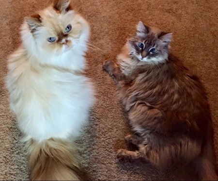 ziggy_and_chloe ziggy_and_chloe