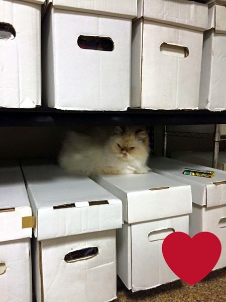 ziggy_in_comics_rack