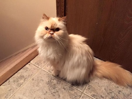 ziggy_at_top_of_stairs