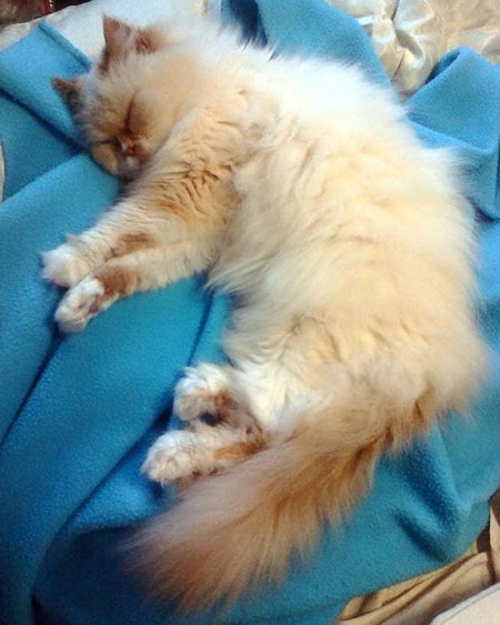 ziggy_on_blue_blanket