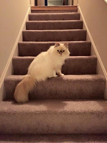 ziggy_on_stairs